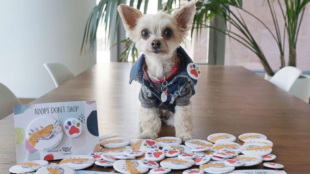 PHOTO: Ella poses with pins from Pincause, in support of The Humane Society of the United States' Stop Puppy Mills campaign, during a photo shoot.