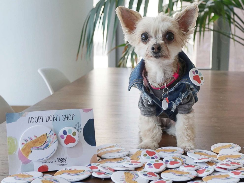 PHOTO: Ella poses with pins from Pincause, in support of The Humane Society of the United States' Stop Puppy Mills campaign, during a photo shoot.