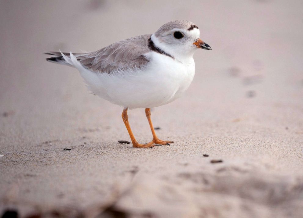 PHOTO: FILE - A piping plover stands on the sand on Old Orchard Beach, May 27, 2022.