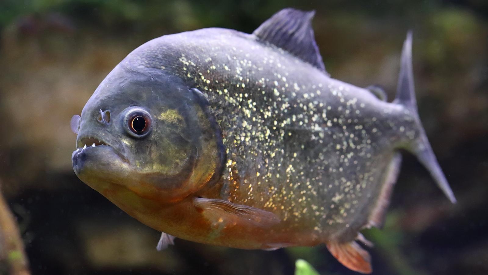 Boy catches piranha at Pennsylvania lake