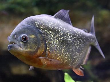 Boy catches piranha at Pennsylvania lake