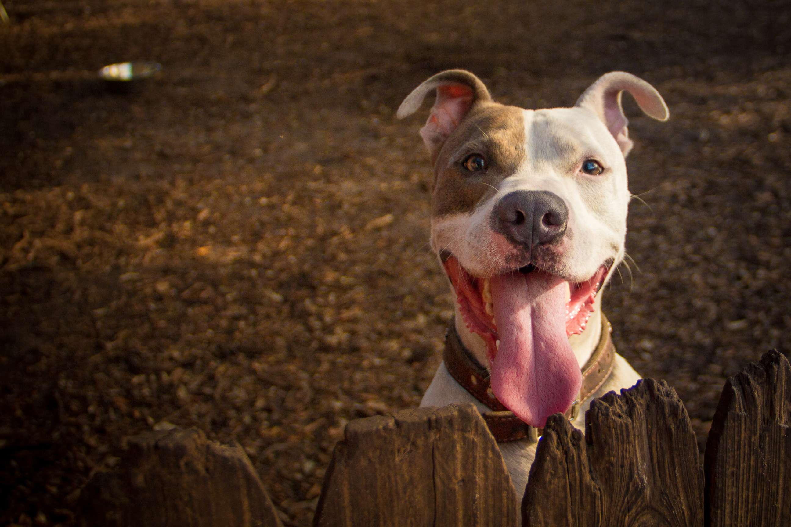 PHOTO: An undated stock photo depicts a pit bull dog.