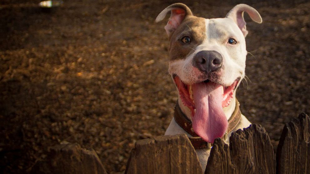 PHOTO: An undated stock photo depicts a pit bull dog.
