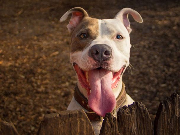 pitbull years to human years