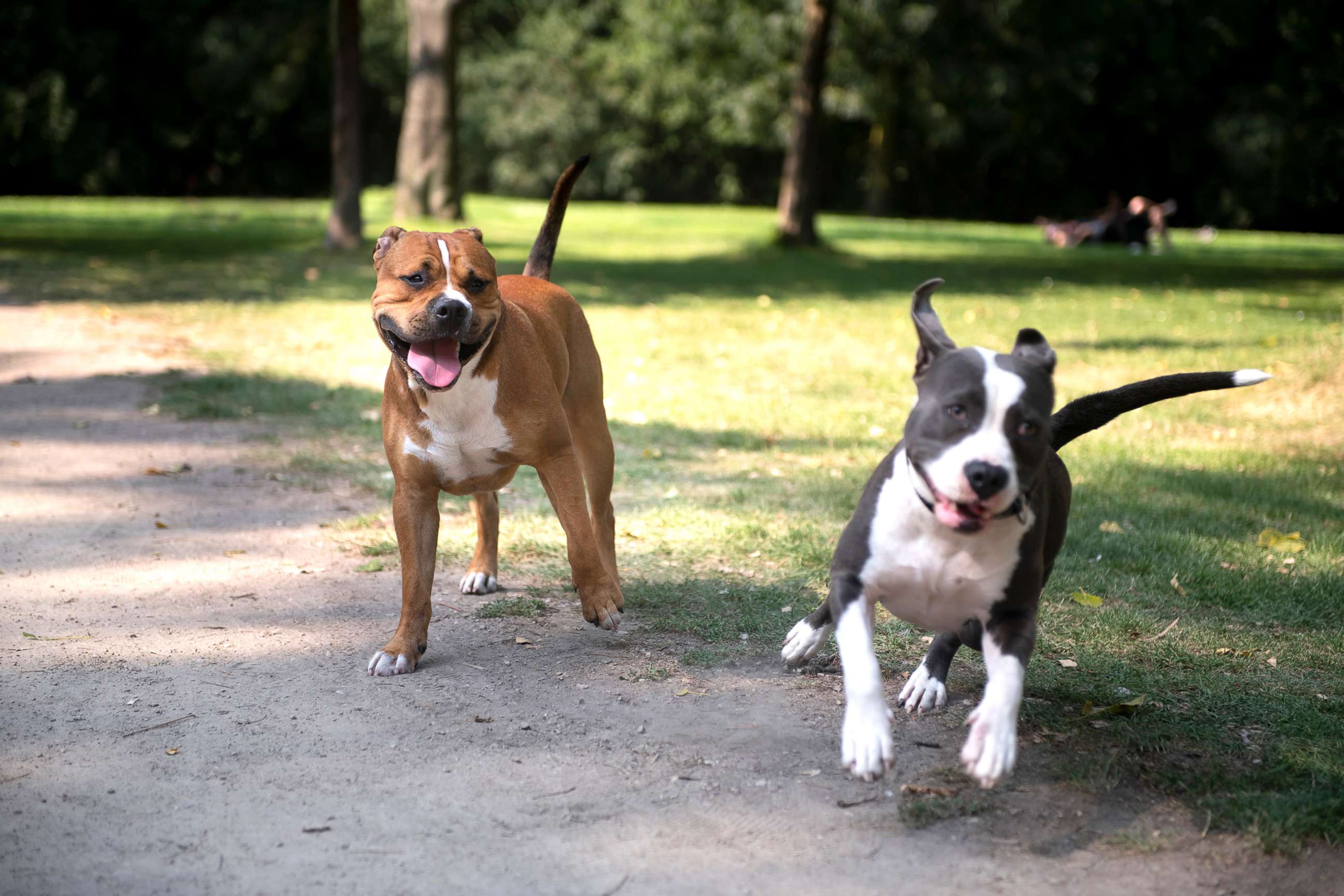 PHOTO:Two pit bulls play in an undated stock photo.