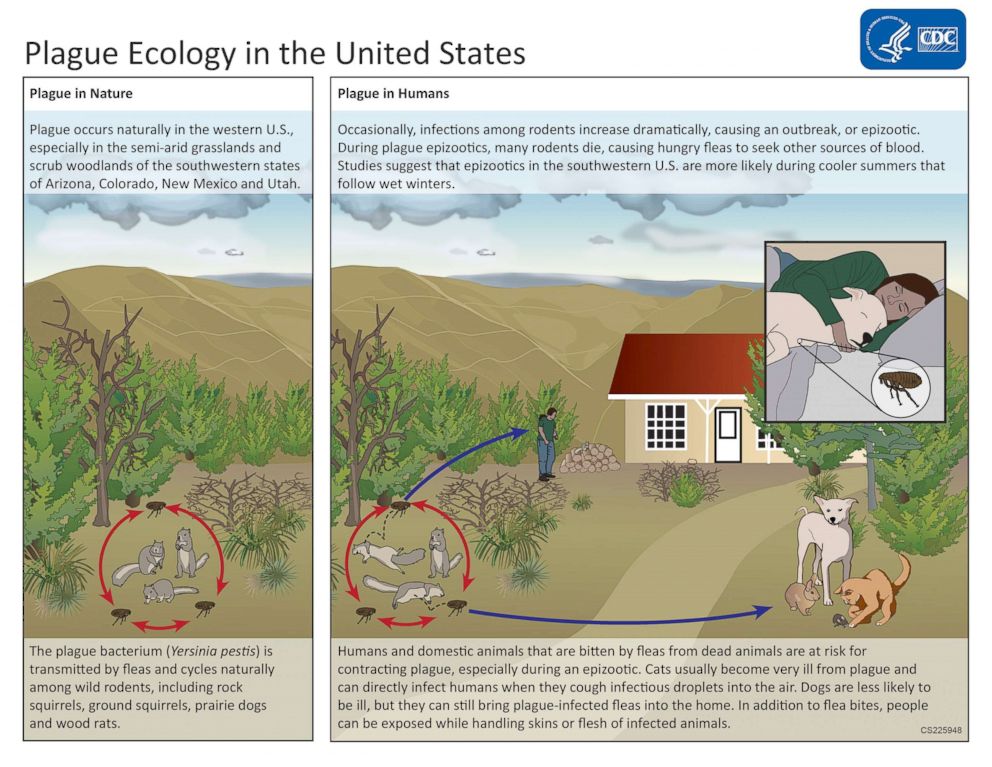 PHOTO: A graphic from the CDC shows the cycles of plague transmission in the United States.