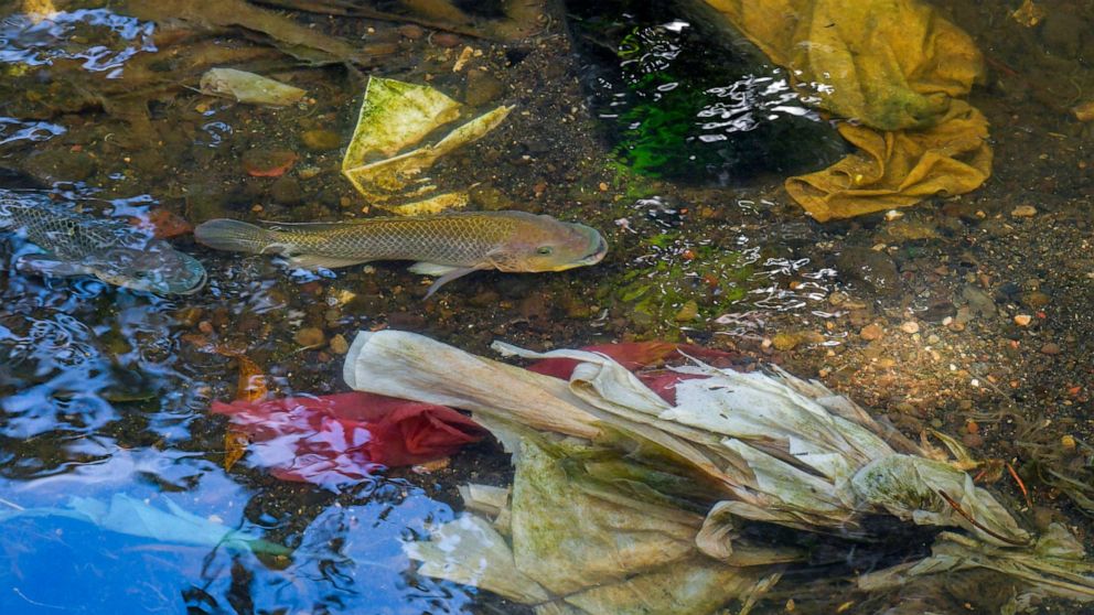PHOTO: Fish swim among plastic waste at the Matias Hernandez River in Costa del Este, Panama City, Sept. 23, 2019.