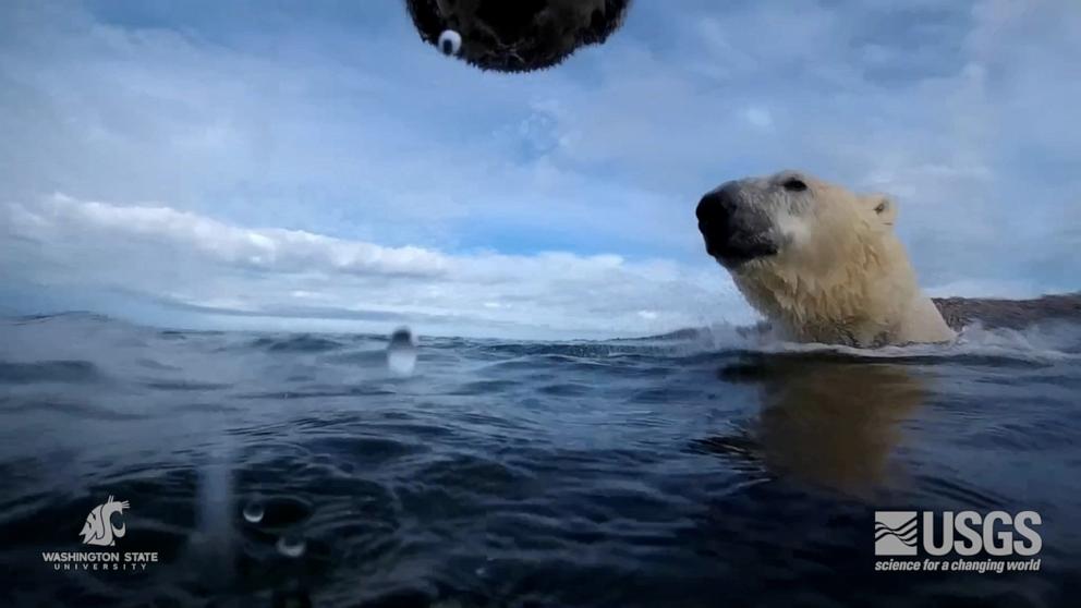 Climate change and loss of sea ice putting polar bears at risk of  starvation, collar cameras show - ABC News