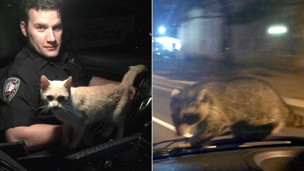 2 police officers have funny encounters with a cat and raccoon - ABC News