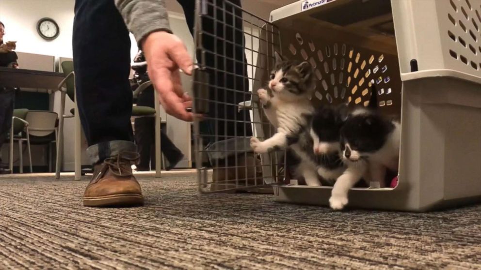 Adorable kittens audition for police cat position in Michigan - ABC News