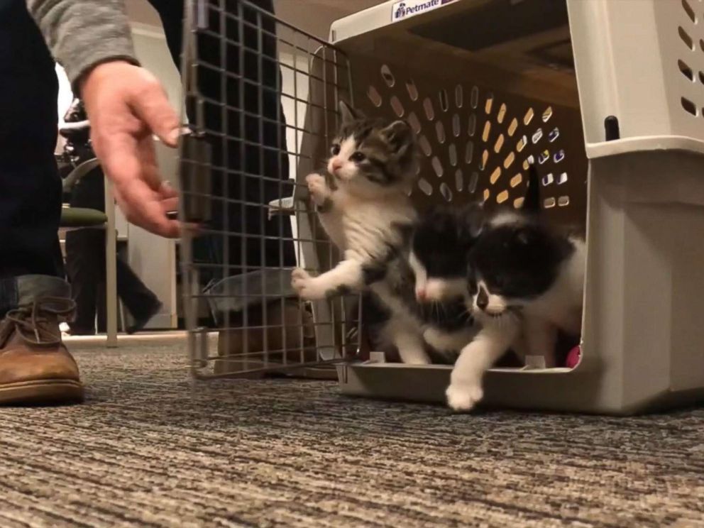 PHOTO: The Troy Police Department in Michigan put out an all-points bulletin on Twitter hoping to reach 10,000 followers by April in order to get their own crime-fighting police cat.