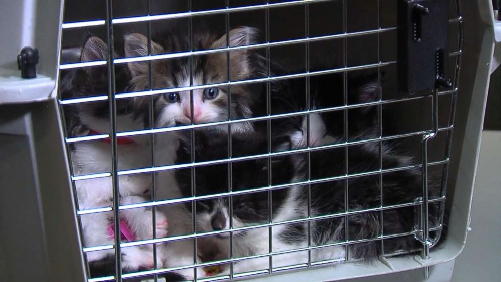 Adorable kittens audition for police cat position in Michigan - ABC News