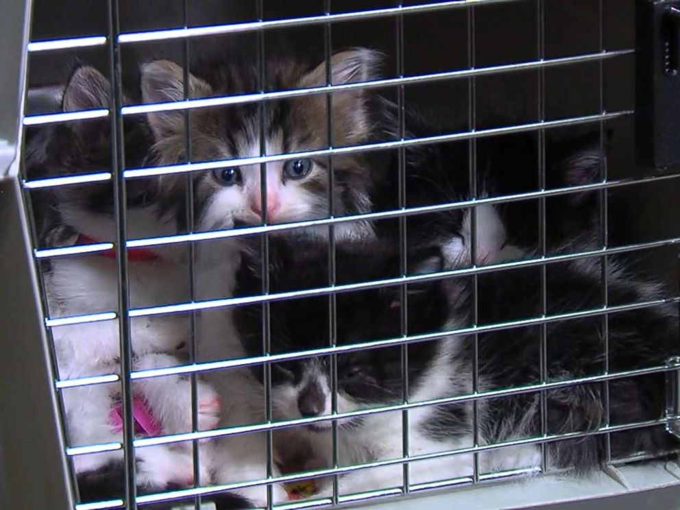 Kittens Auditioning For Police Department