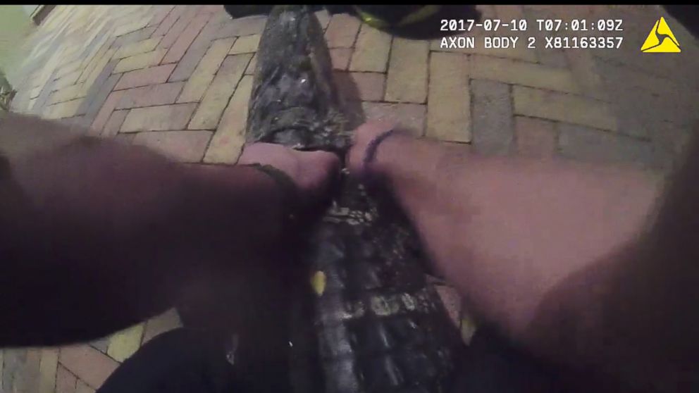 PHOTO: Body cam footage shows Boynton Beach Police officer Alfredo Vargas wrestling an alligator on a front porch in Hollywood, Fla. 
