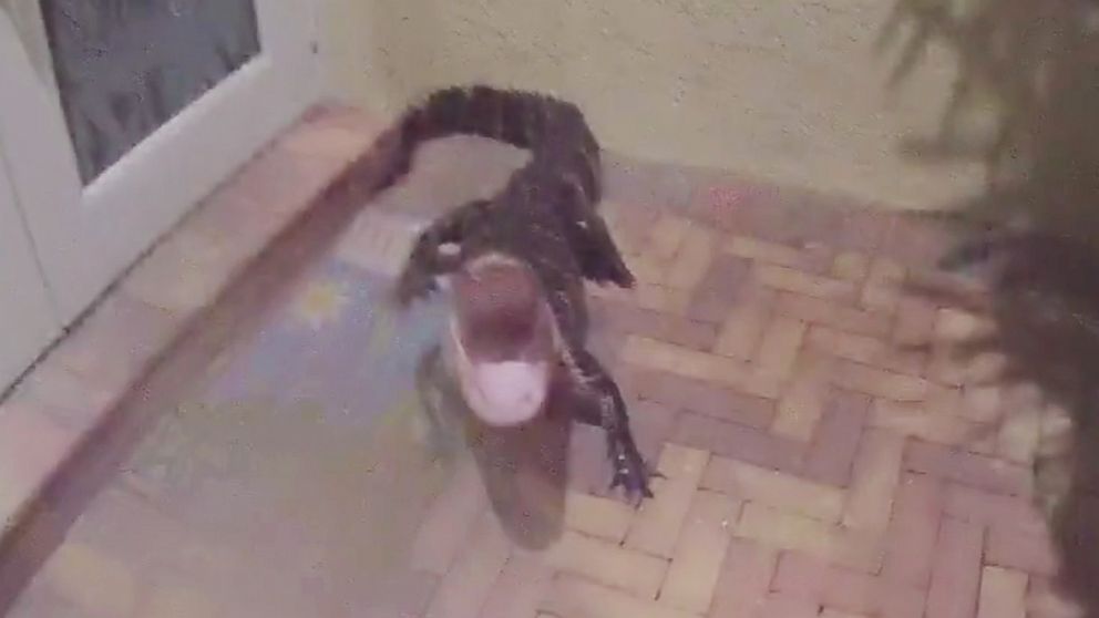 Body cam footage shows Boynton Beach Police officer Alfredo Vargas wrestling an alligator on a front porch in Hollywood, Fla. 