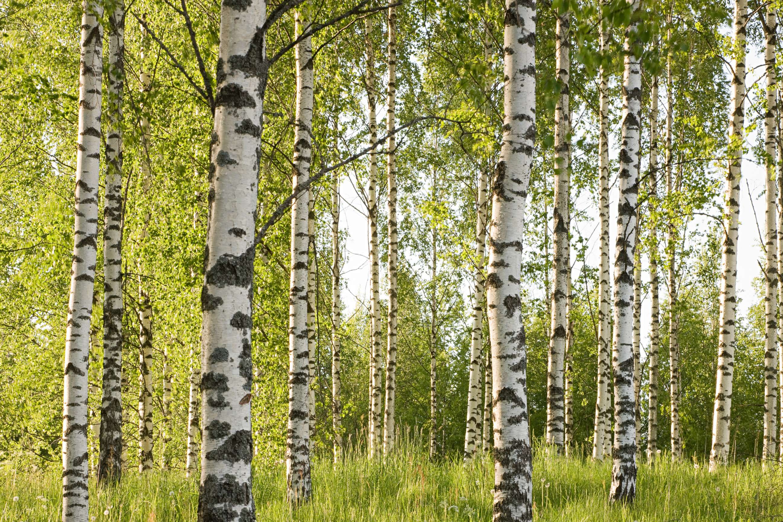 PHOTO: Birch trees.