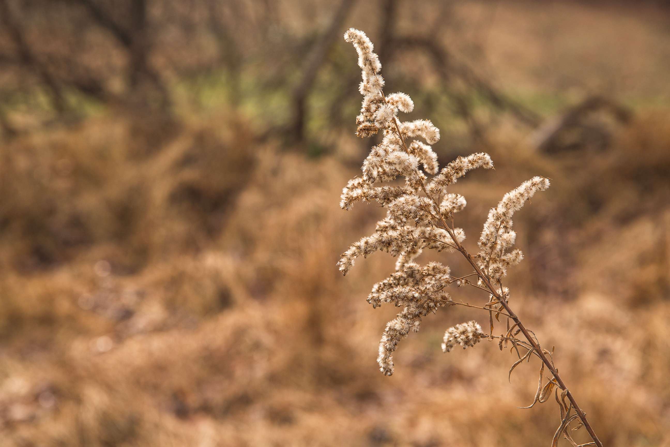 PHOTO: Ragweed, an allergen for some people with seasonal allergies, can cause nasal irritation during autumn.