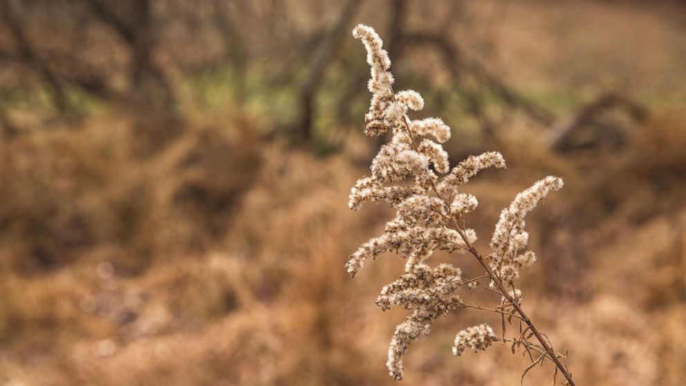 PHOTO: Ragweed, an allergen for some people with seasonal allergies, can cause nasal irritation during autumn.