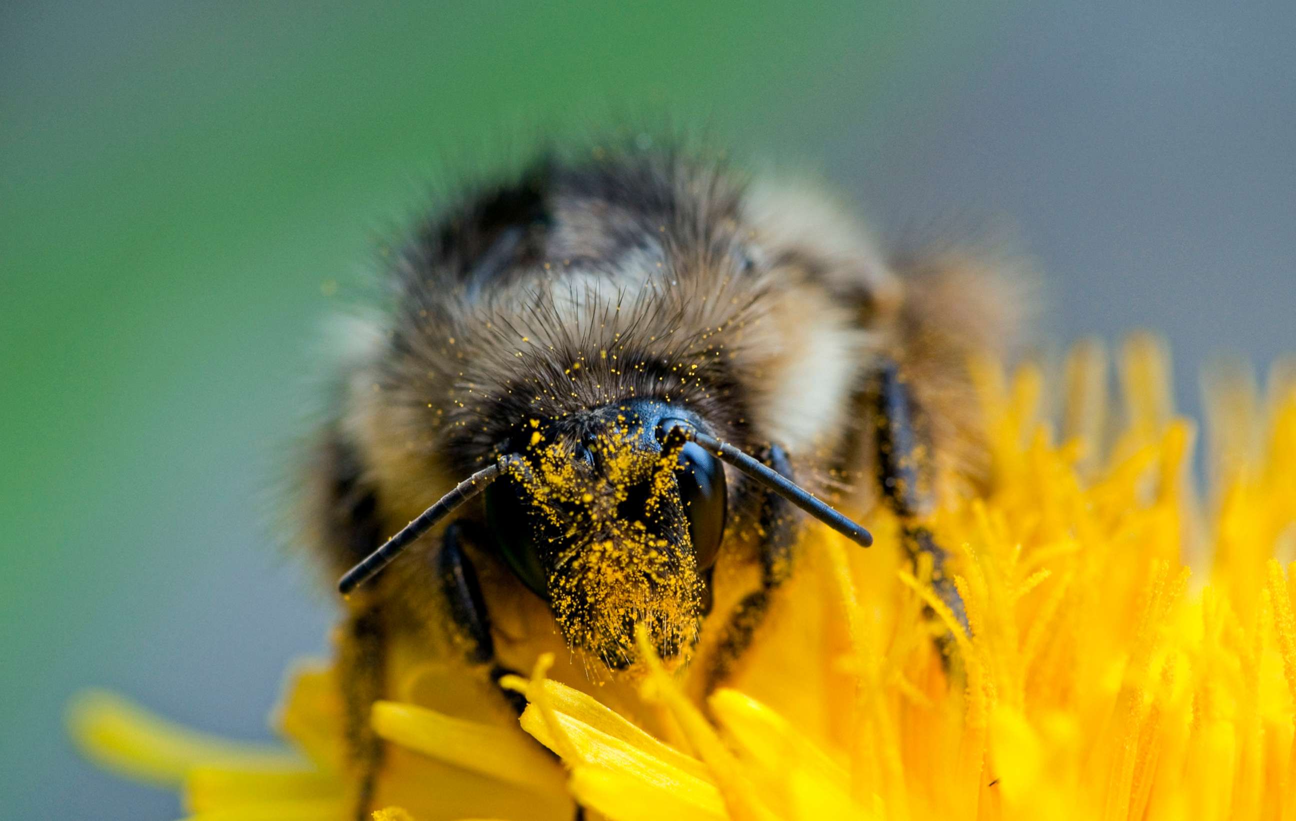 PHOTO: A bumble bee with a head full of pollen from a dandelion at Glacier National Park in Montana.