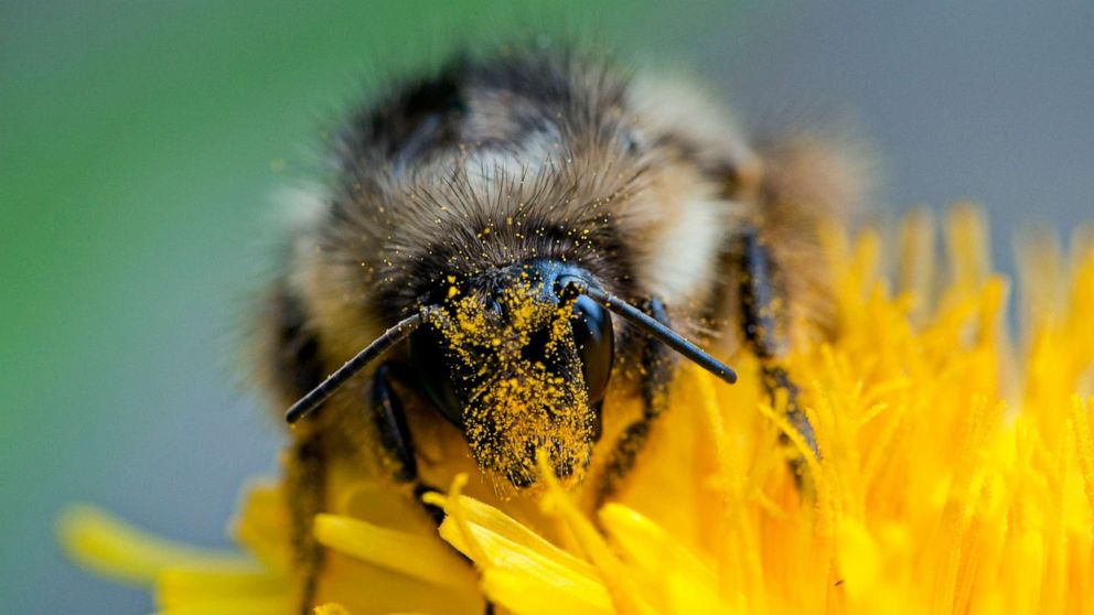 PHOTO: A bumble bee with a head full of pollen from a dandelion at Glacier National Park in Montana.