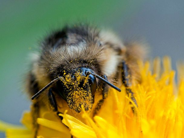 How Climate Change Is Making Allergy Season Even Worse Abc News