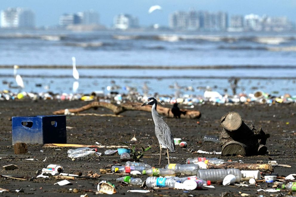 PHOTO: In this April 19, 2021, file photo, a grey heron walks amid garbage, including plastic waste, at the beach of Costa del Este, in Panama City.