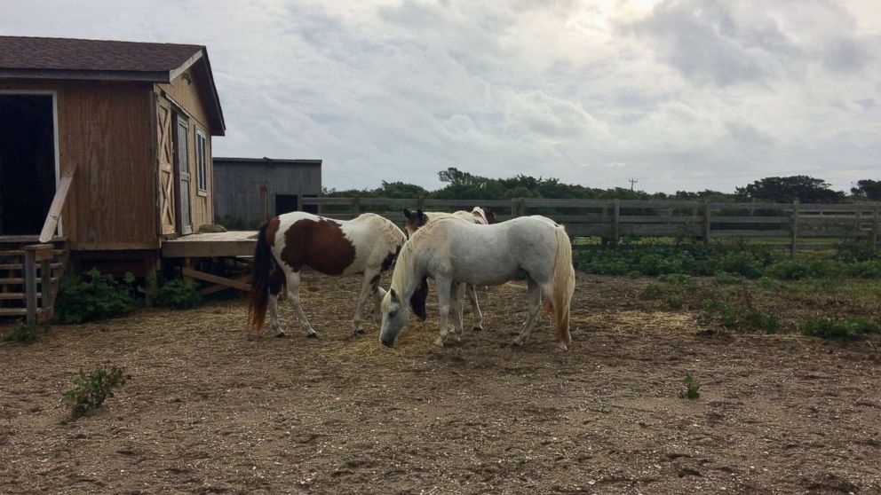 Cape Hatteras National Seashore shared a photo on social media, Sept. 15, 2018, announcing that the Ocracoke ponies are safe and that the pony pen did not sustain any damage from Hurricane Florence.