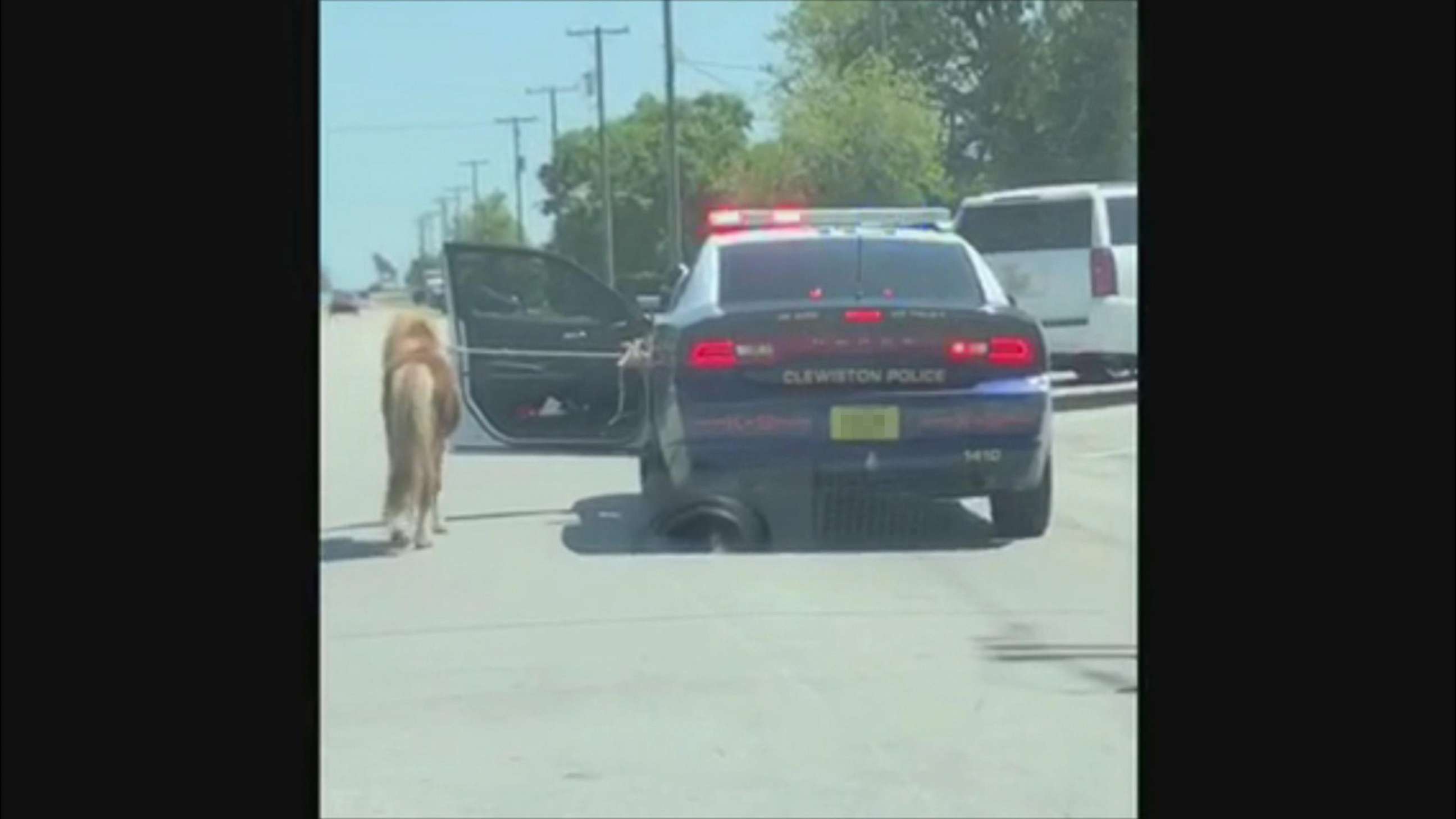 PHOTO: Police captured the runaway miniature pony after it was seen running on Highway 27 in Clewiston, Fla. 