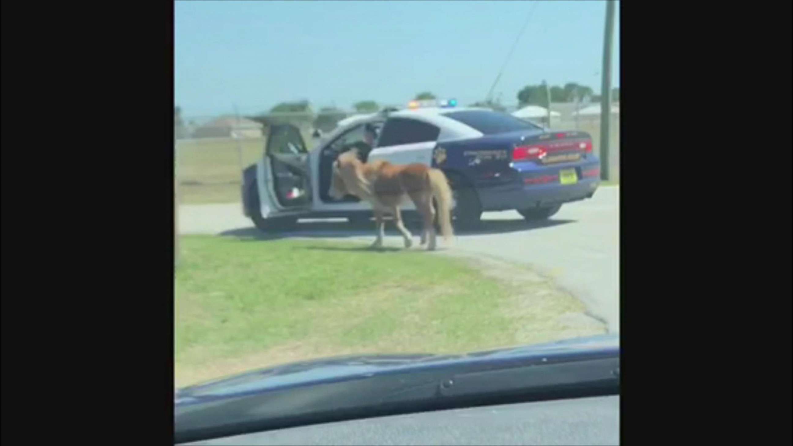 PHOTO: Police captured the runaway miniature pony after it was seen running on Highway 27 in Clewiston, Fla. 