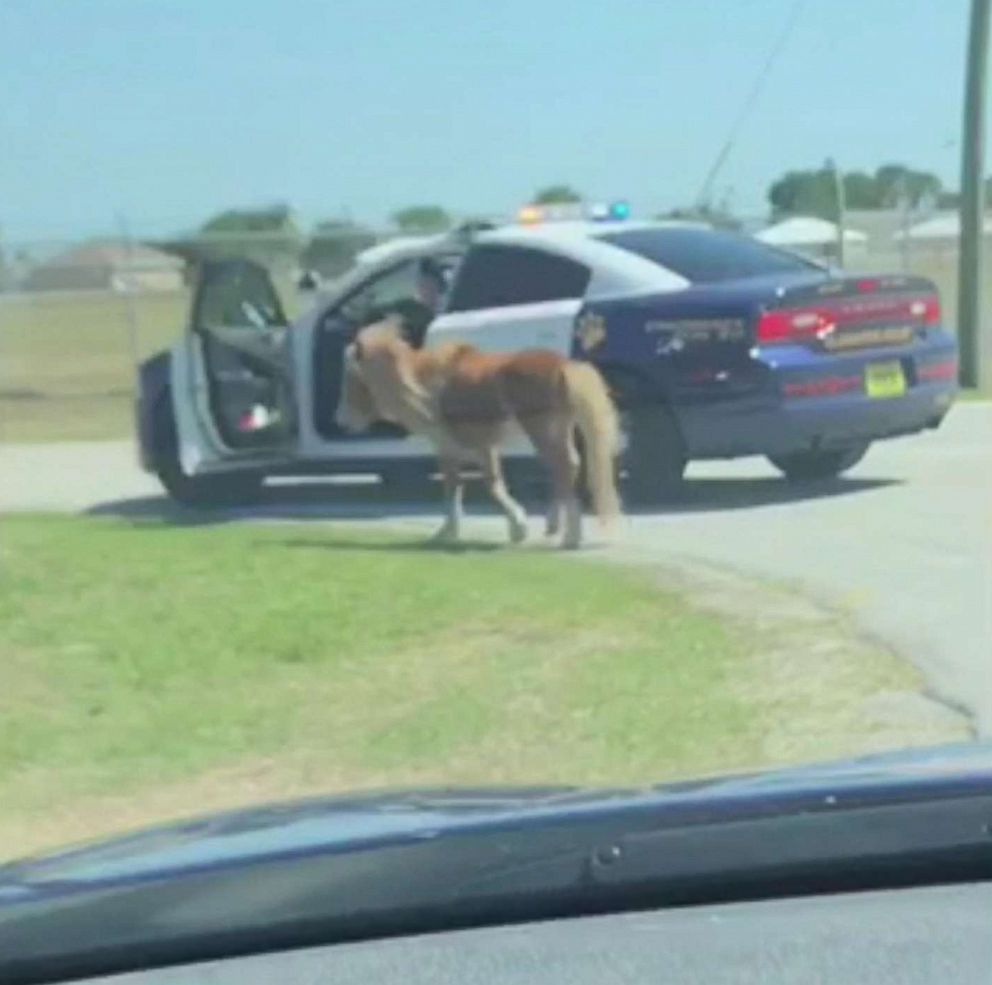 PHOTO: Police captured the runaway miniature pony after it was seen running on Highway 27 in Clewiston, Fla. 