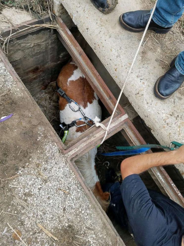 PHOTO: Houston firefighters rescue a pony in Houston, Oct. 17, 2018. BARC shelter is currently examining the animal.