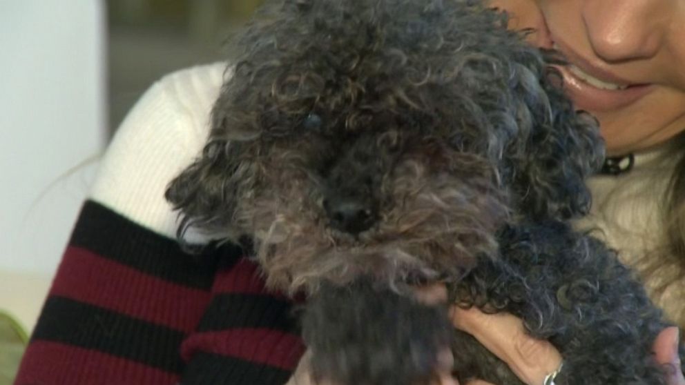 PHOTO: Porschia the toy poodle was miraculously found alive 28 hours after she was snatched by a hawk off her owner's back deck.