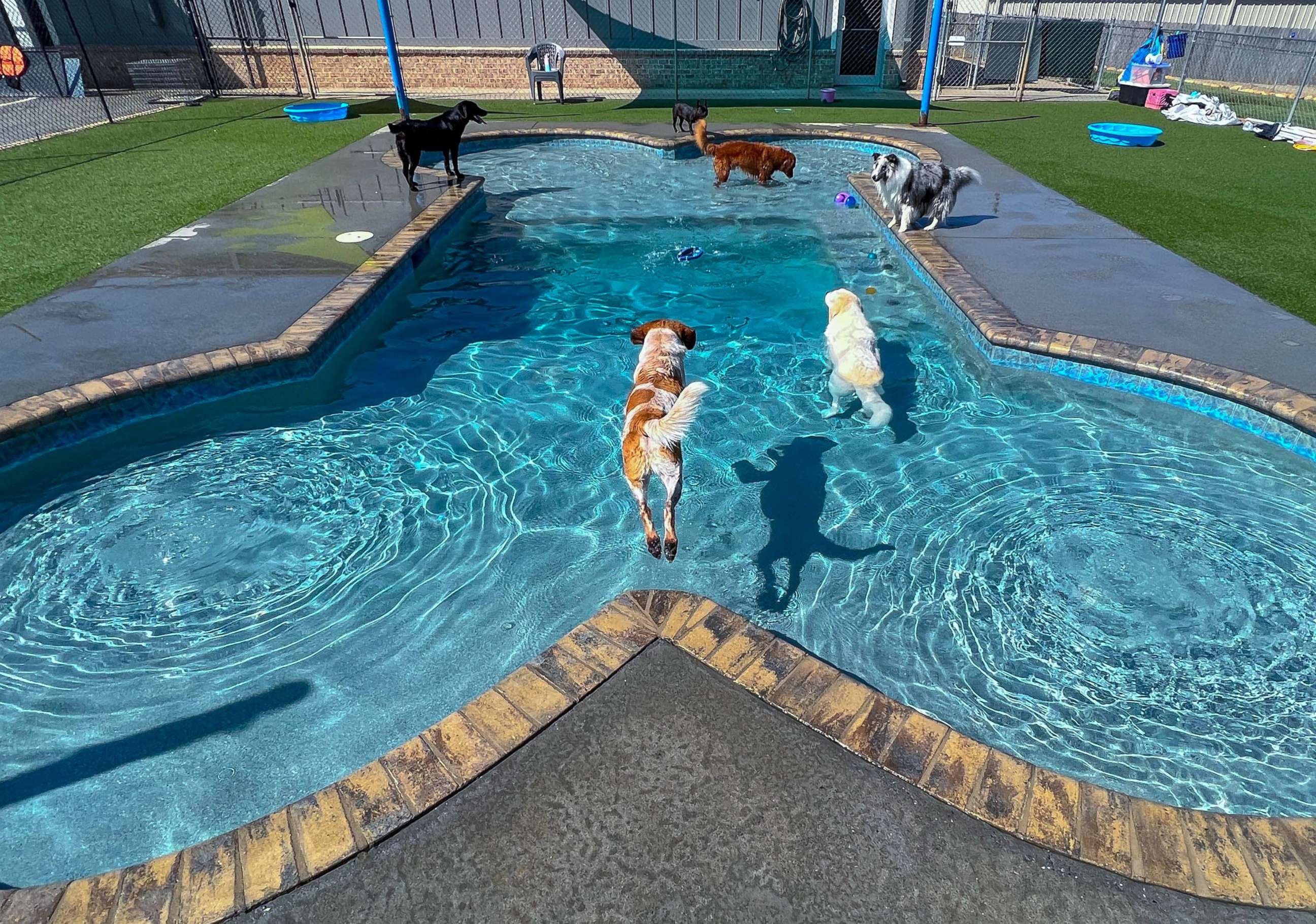 PHOTO: Dogs cool off in a dog-bone shaped swimming pool at a pet boarding business in Anderson County, S.C., June 21, 2022.