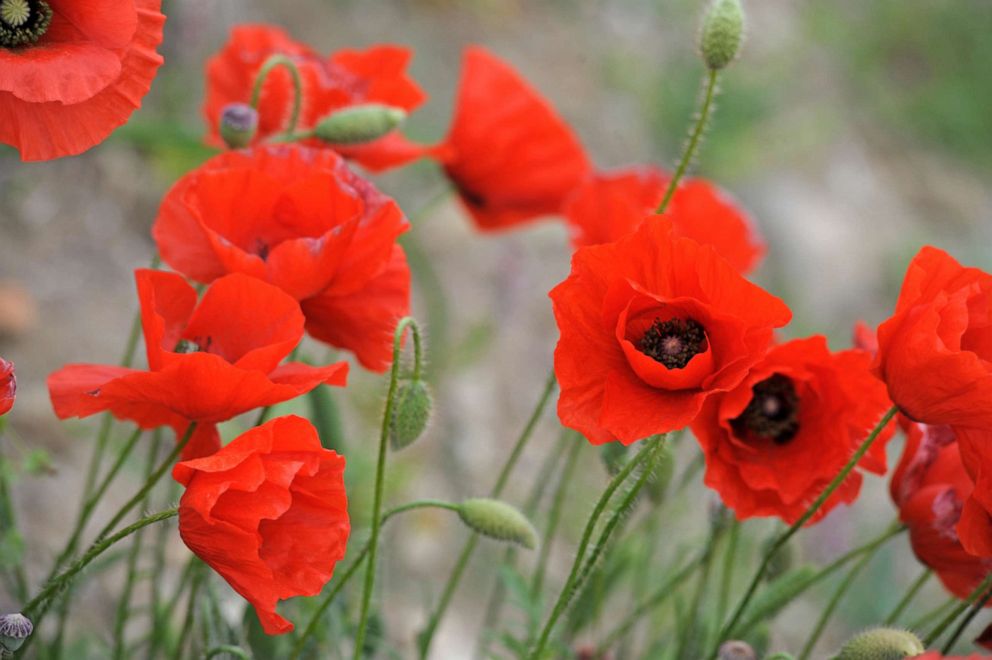 PHOTO: In this undated file photo, poppies are shown.