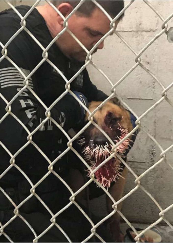 PHOTO: A sheriff dog was punctured by over 200 porcupine quills during a pursuit, Coos County, Ore., April, 20, 2019.