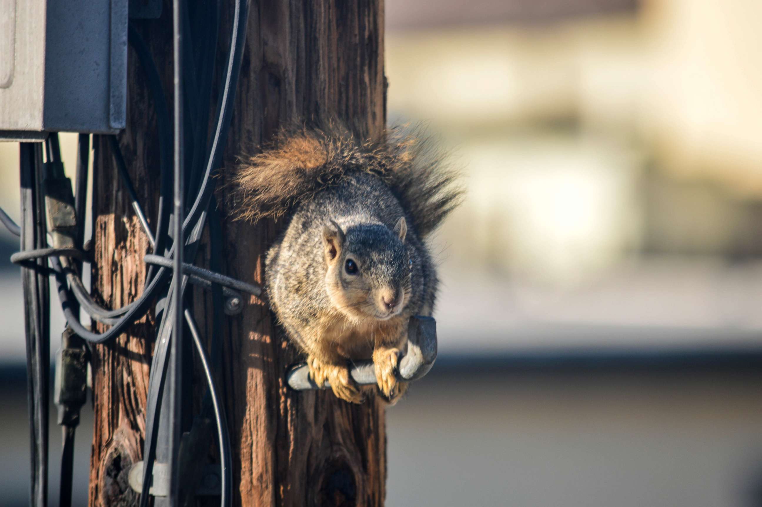PHOTO: A squirrel on a electric pole.