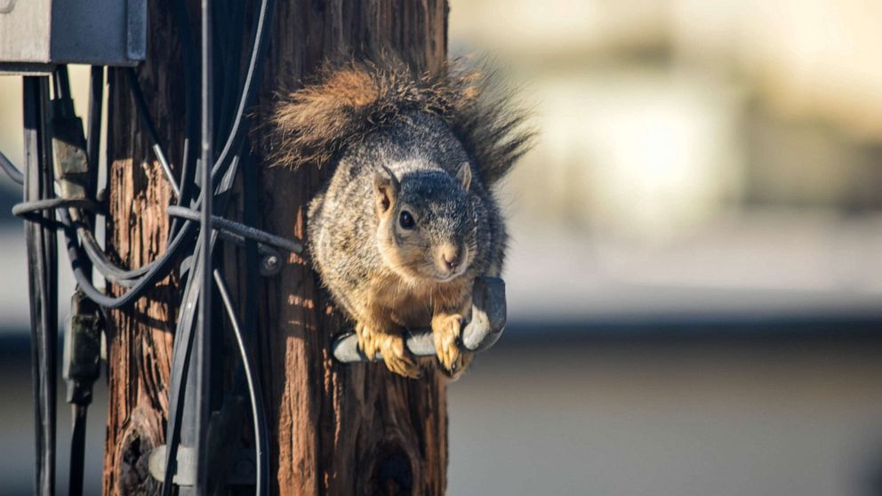 PHOTO: A squirrel on a electric pole.