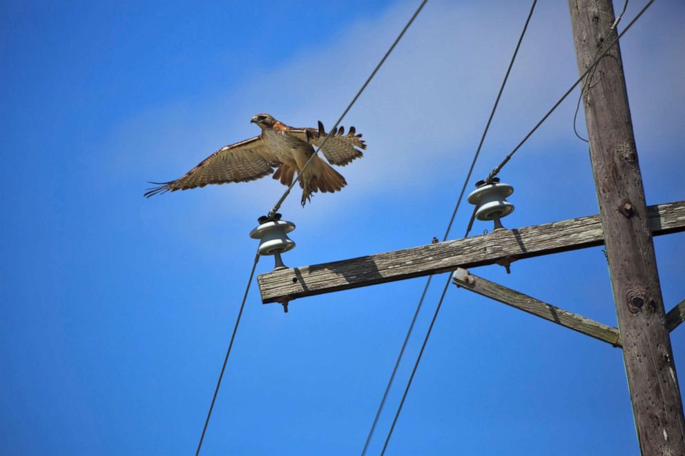 PHOTO: Red-tailed Hawk on a pole in Louisiana. 