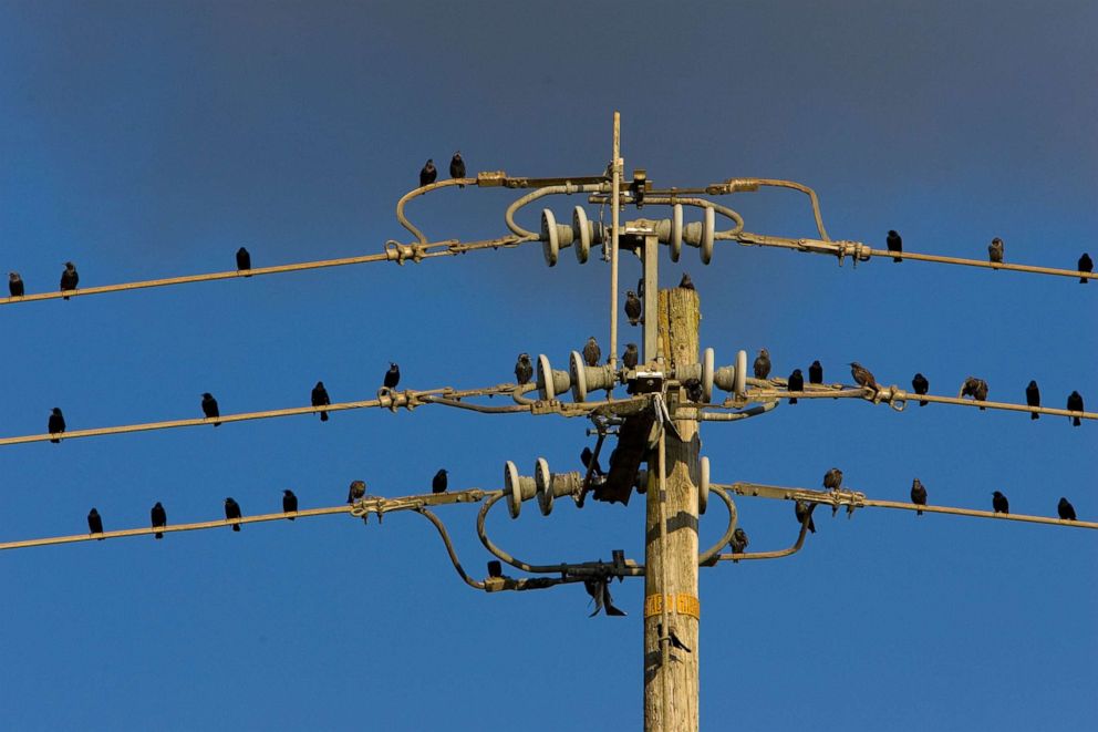 PHOTO: Starlings perched on power lines in the Napa Valley, Calif. 