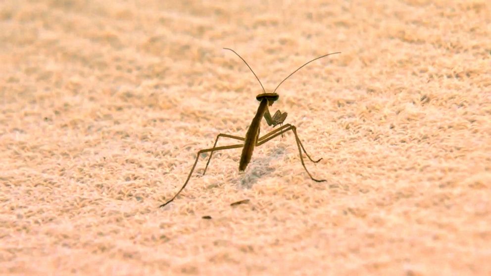 PHOTO: More than 100 praying mantises have invaded a home in Springfield, Virginia, after they were smuggled in on a Christmas tree.