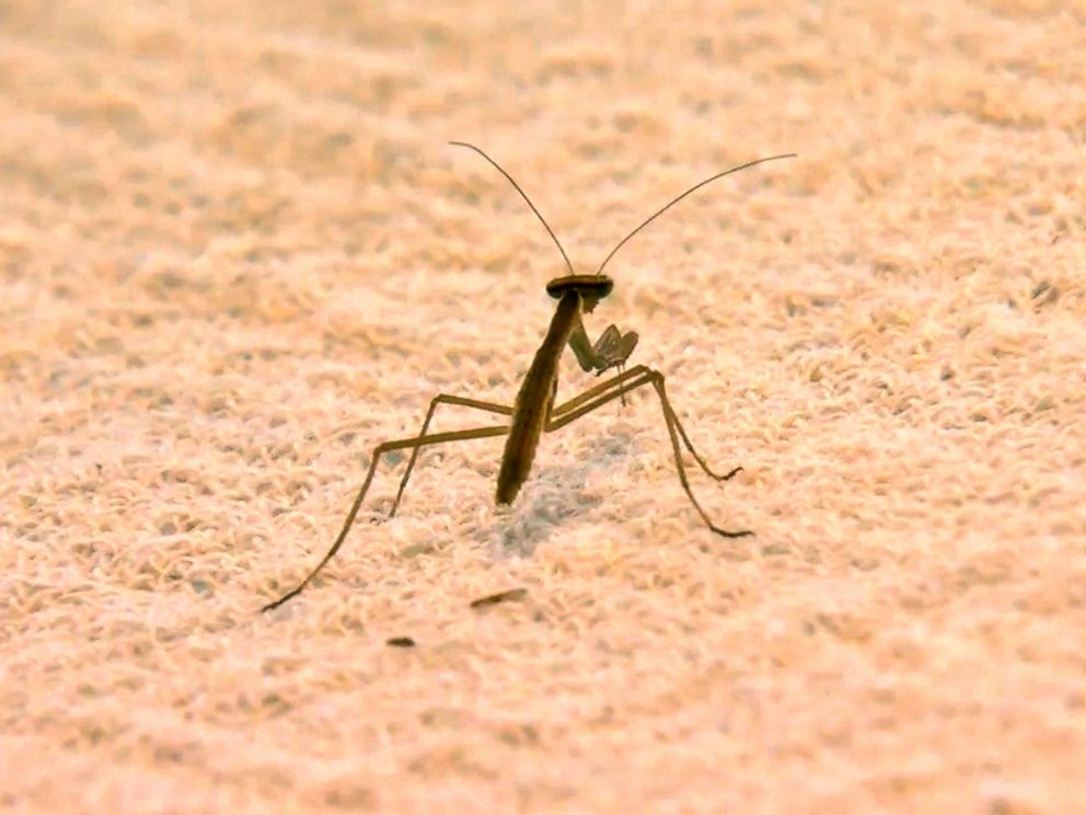 PHOTO: More than 100 praying mantises have invaded a home in Springfield, Virginia, after they were smuggled in on a Christmas tree.