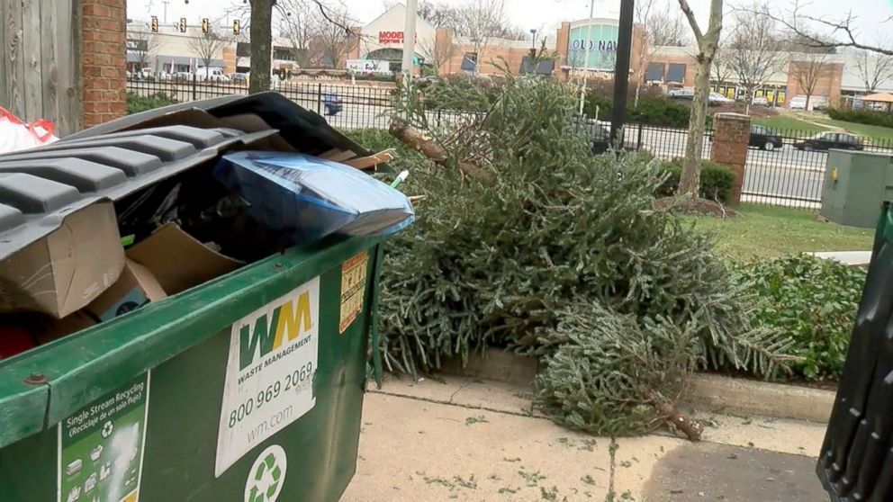 PHOTO: More than 100 praying mantises have invaded a home in Springfield, Virginia, after they were smuggled in on a Christmas tree.