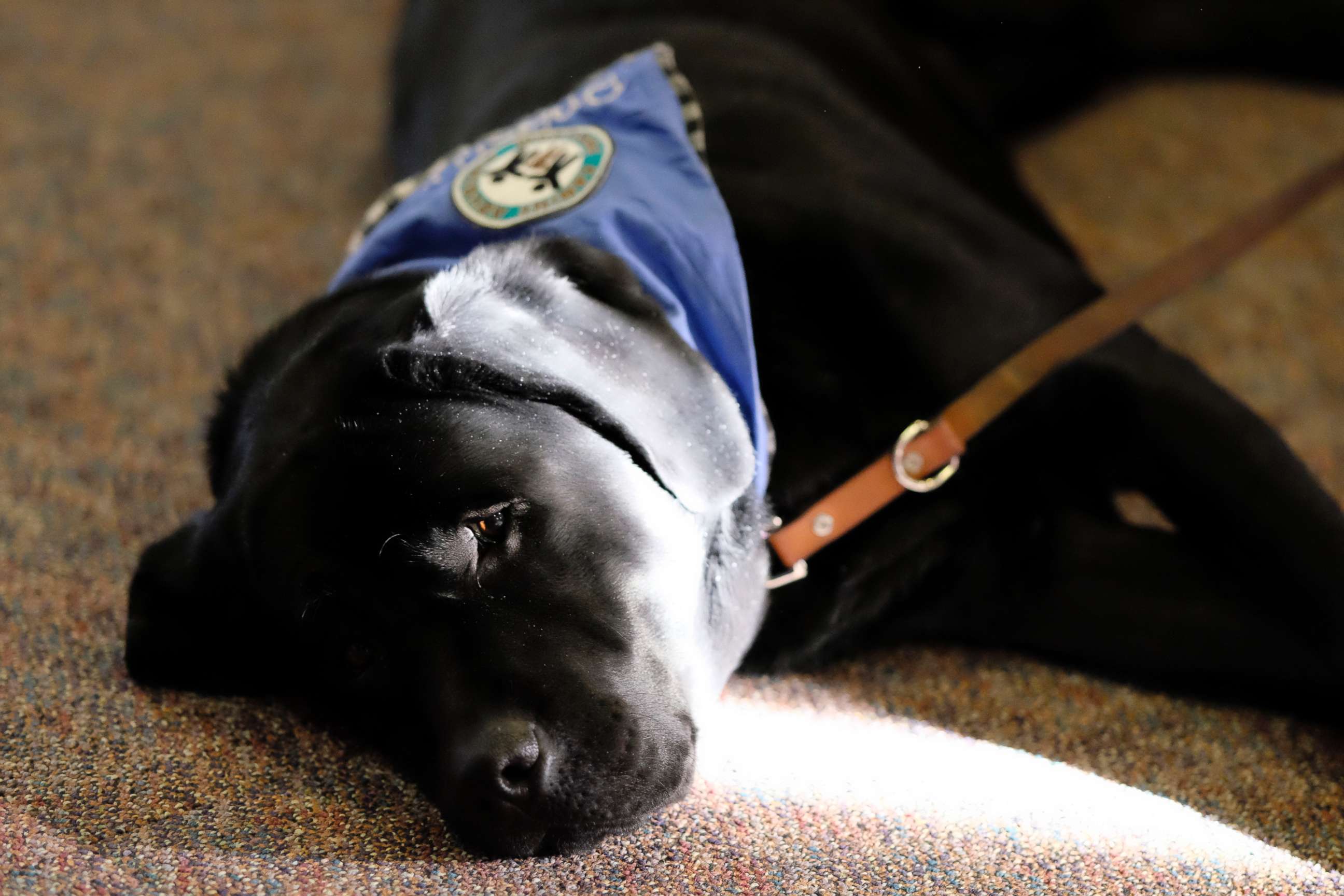 PHOTO: Preston, a therapy dog, provides comfort as victims confront admitted sexual abuser Larry Nassar during his sentencing hearing at Ingham County Circuit Court in Lansing, Mich. on Jan. 19, 2018. 
