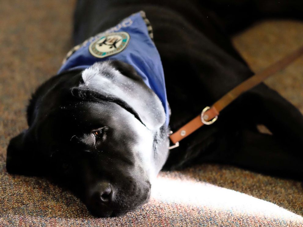 PHOTO: Preston, a therapy dog, provides comfort as victims confront admitted sexual abuser Larry Nassar during his sentencing hearing at Ingham County Circuit Court in Lansing, Mich. on Jan. 19, 2018.