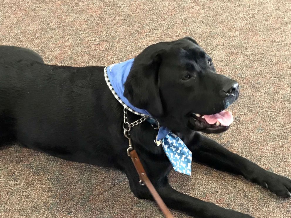 PHOTO: Preston, a therapy dog, provides comfort as victims confront admitted sexual abuser Larry Nassar during his sentencing hearing in Ingham County Circuit Court in Lansing, Mich. on Jan. 19, 2018.
