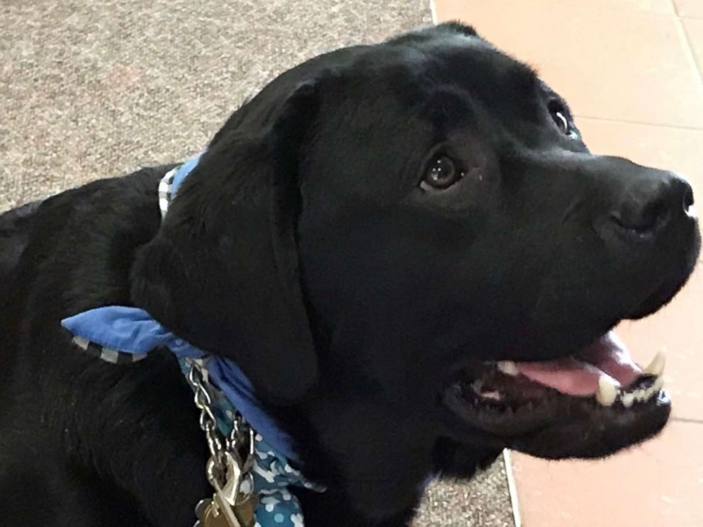 PHOTO: Therapy dog Preston has been on duty at Ingham Country Circuit Court in Lansing, Mich as victims confront admitted sexual abuser Larry Nassar during his sentencing hearing on Jan. 19, 2018.