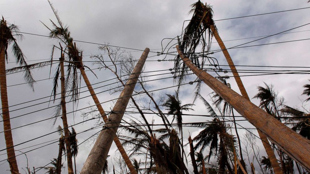 Downed power line poles and damaged palm trees are seen in the aftermath of Hurricane Maria in Humacao, Puerto Rico, Oct. 2, 2017.  
