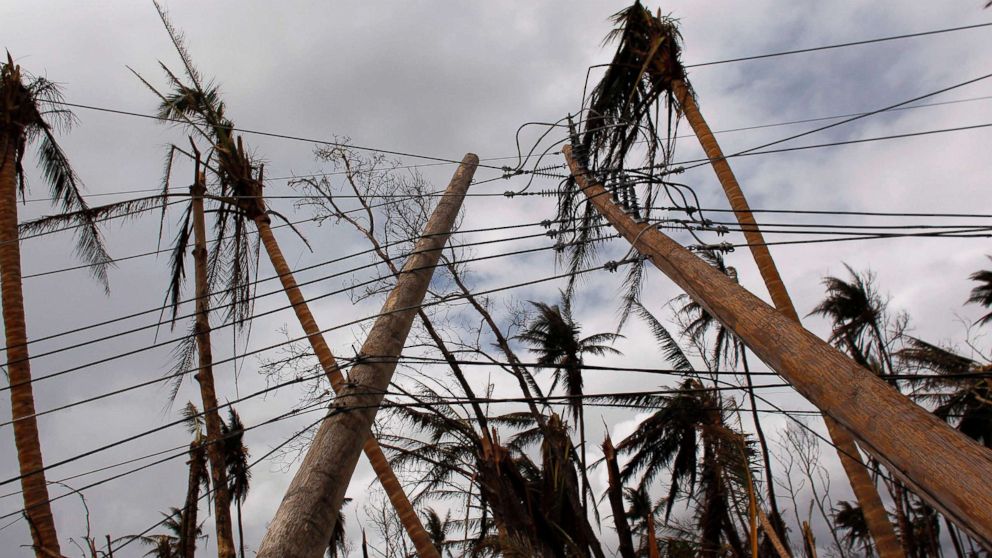 Downed power line poles and damaged palm trees are seen in the aftermath of Hurricane Maria in Humacao, Puerto Rico, Oct. 2, 2017.