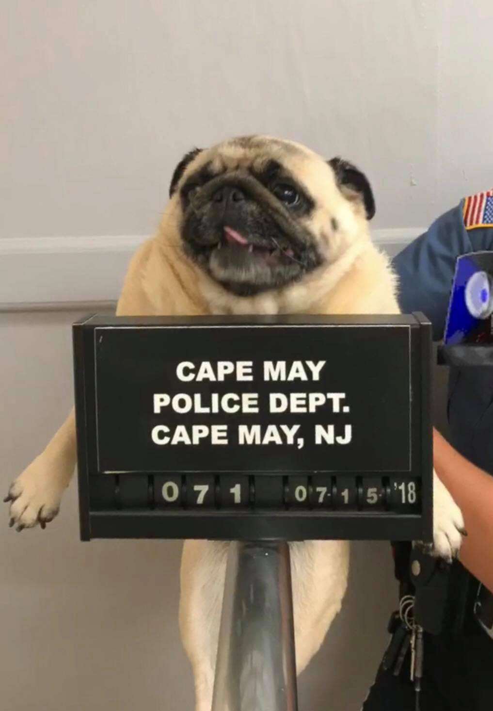 PHOTO: Police in Cape May, NJ, posted a 'mugshot' of a lost pug they found, July 15, 2018. 
