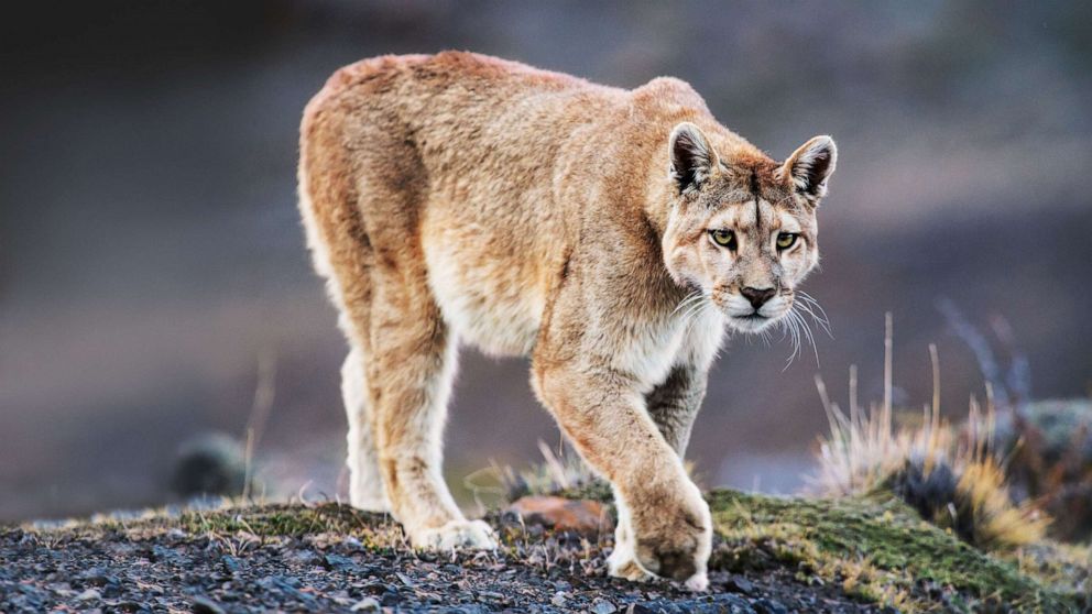 PHOTO: A Puma is pictured in the book "Path of the Puma." 